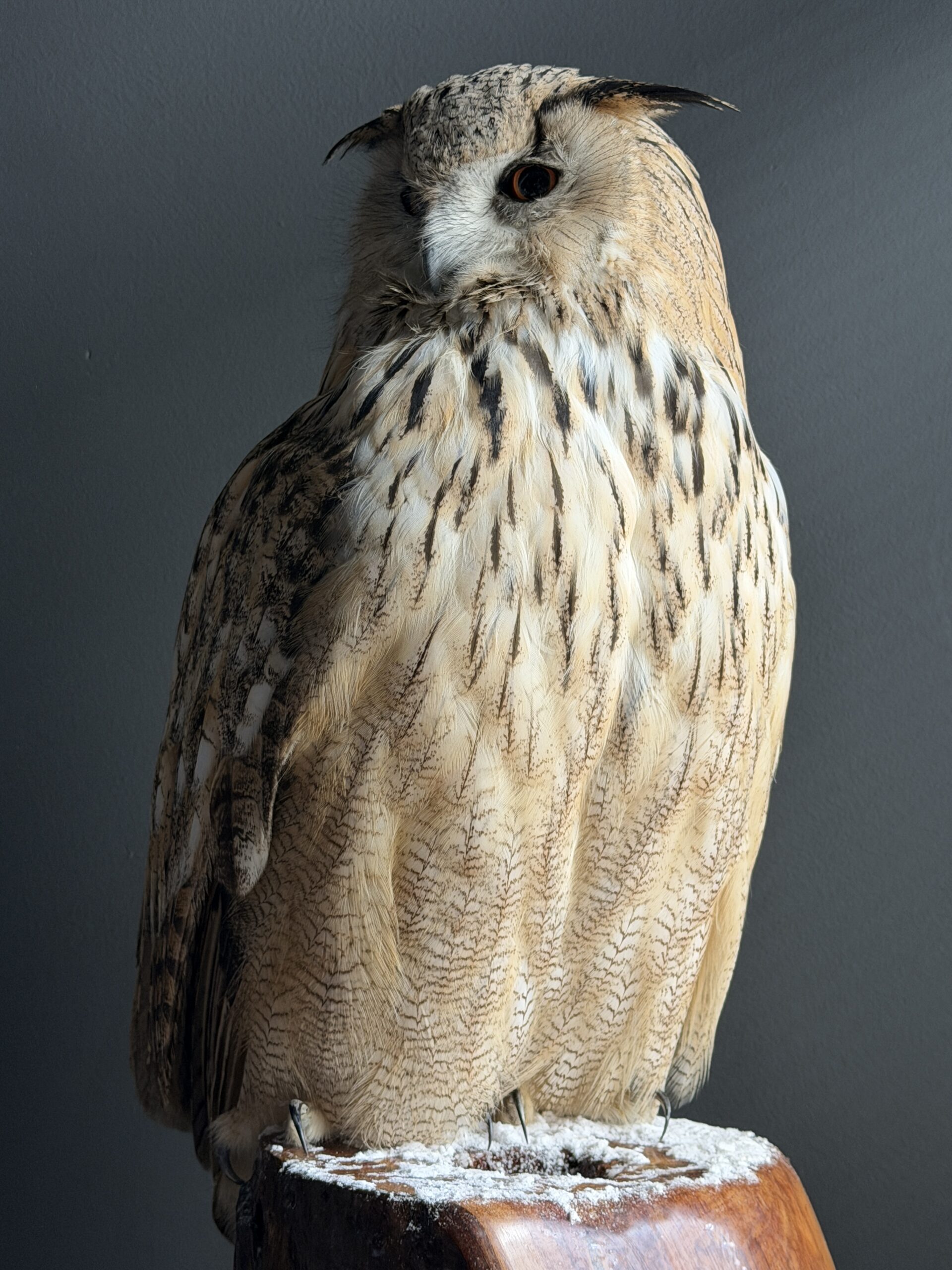 Opgezette Siberische oehoe Opgezette Siberische oehoe