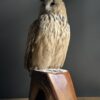 Opgezette Siberische oehoe Opgezette Siberische oehoe