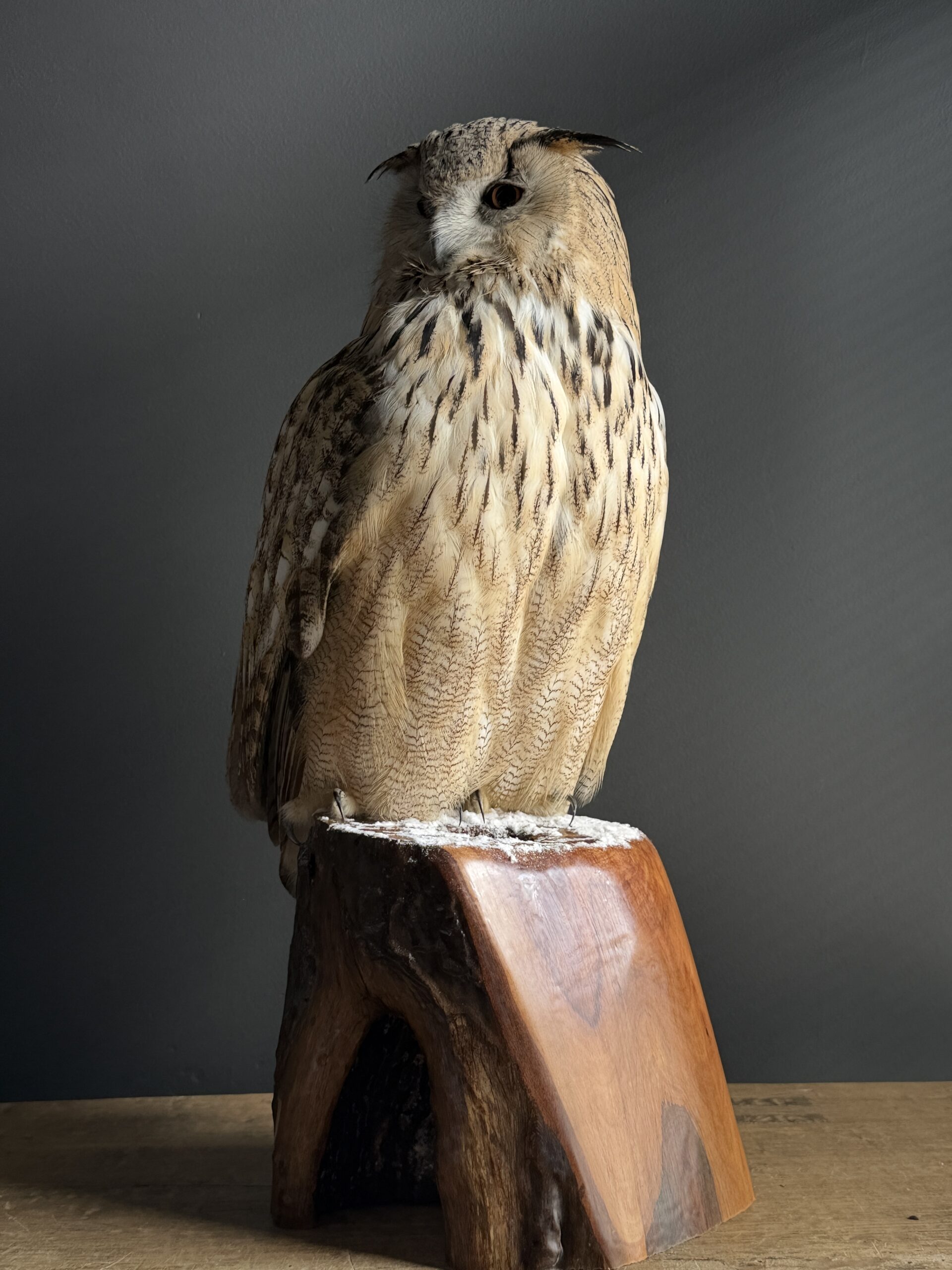 Opgezette Siberische oehoe Opgezette Siberische oehoe
