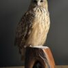 Opgezette Siberische oehoe Opgezette Siberische oehoe