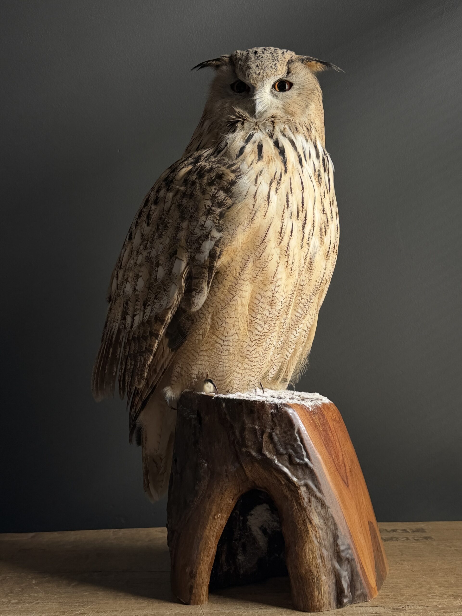 Opgezette Siberische oehoe Opgezette Siberische oehoe