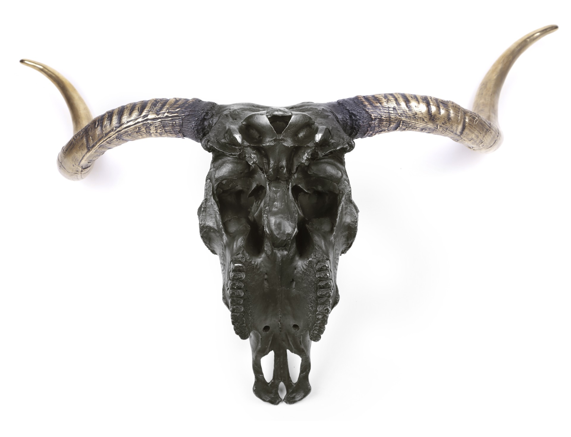 Bronzen schedel van een Schotse Hooglander Bronzen schedel van een Schotse Hooglander