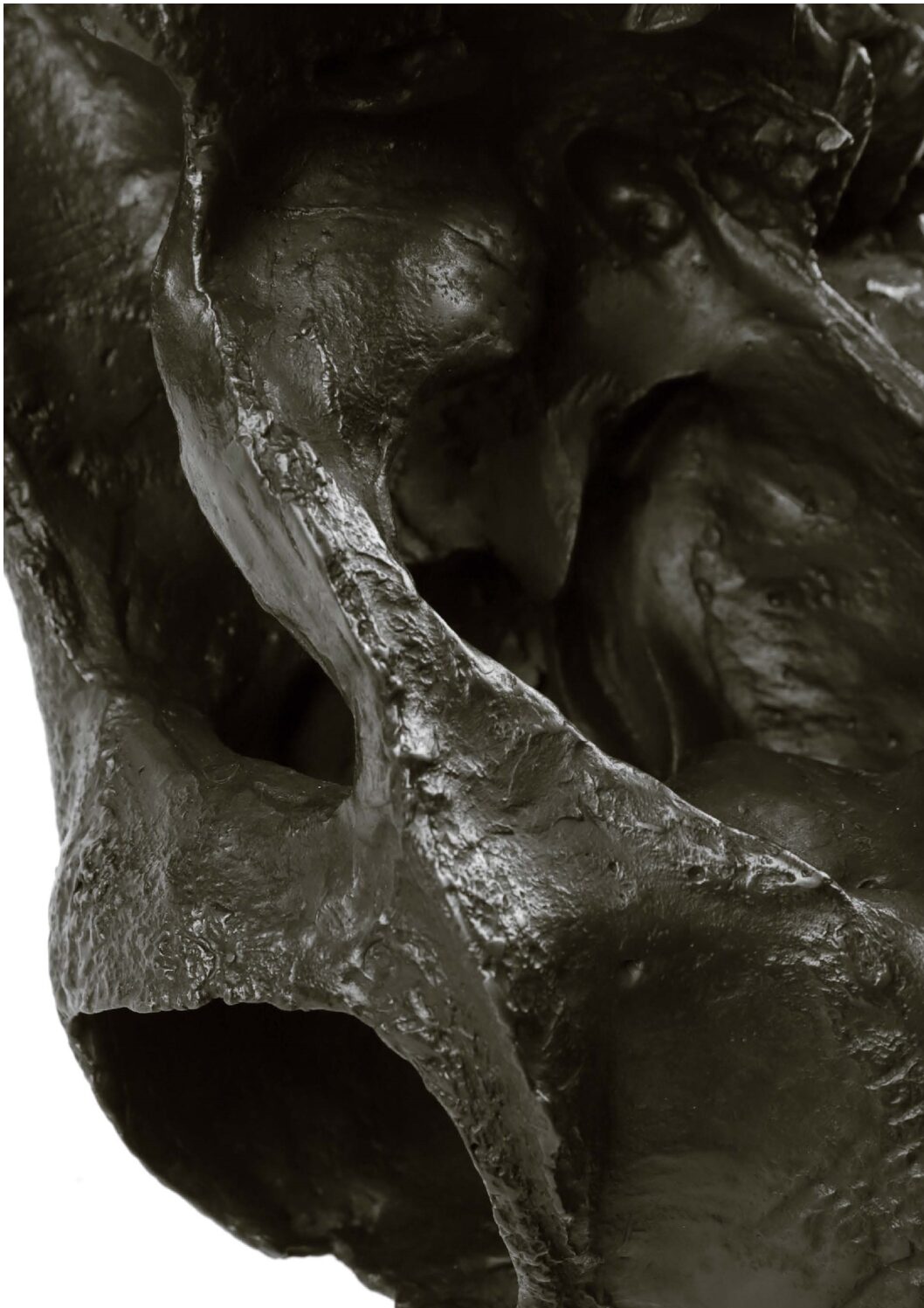 Bronzen schedel van een Schotse Hooglander Bronzen schedel van een Schotse Hooglander