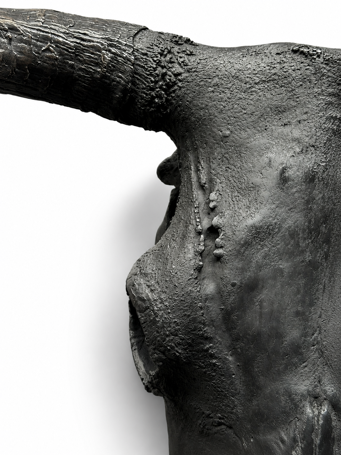 Bronzen schedel van een Schotse Hooglander Bronzen schedel van een Schotse Hooglander