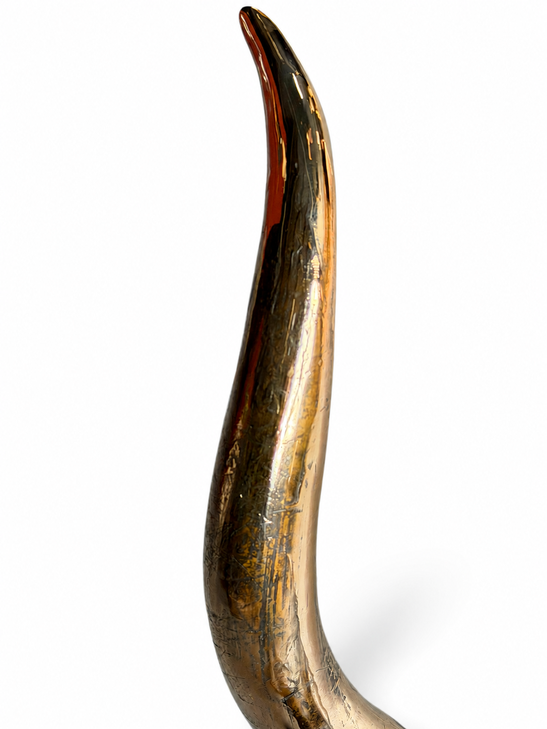 Bronzen schedel van een Schotse Hooglander Bronzen schedel van een Schotse Hooglander
