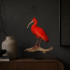 Opgezette rode ibis