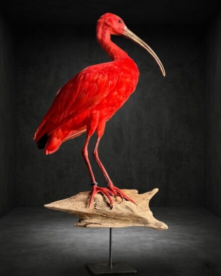 rode ibis rode ibis