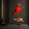 Opgezette rode ibis