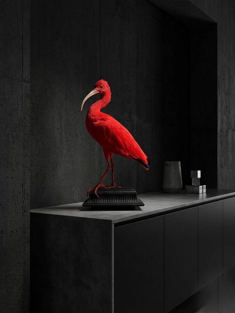 Mounted red ibis Mounted red ibis