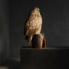 Opgezette Siberische oehoe Opgezette Siberische oehoe