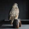Opgezette Siberische oehoe Opgezette Siberische oehoe