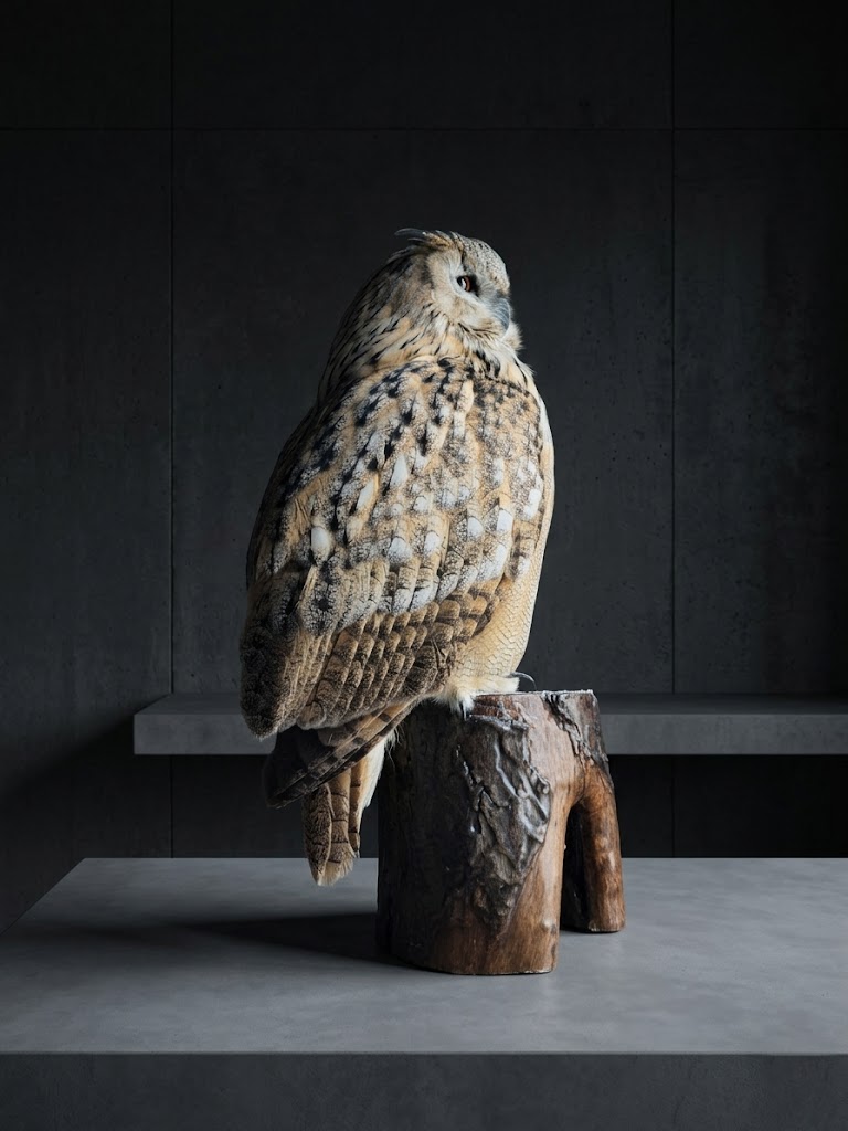 Opgezette Siberische oehoe Opgezette Siberische oehoe