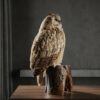 Opgezette Siberische oehoe Opgezette Siberische oehoe