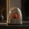Spinkrab in antieke stolp