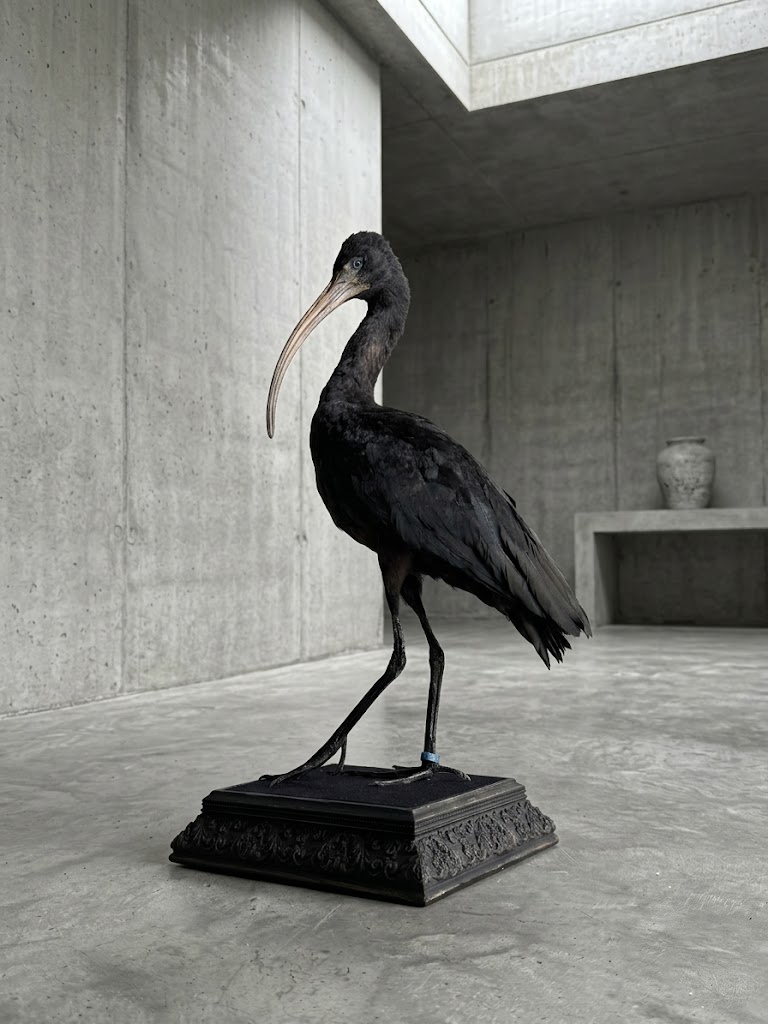Opgezette zwarte ibis Opgezette zwarte ibis