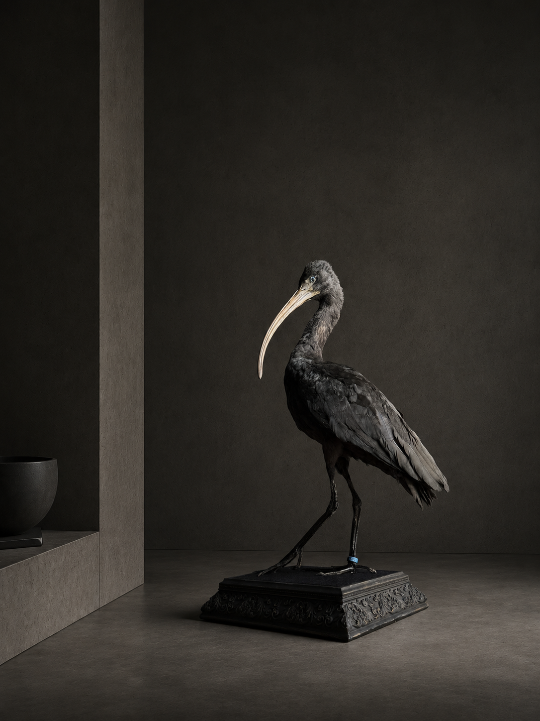 Opgezette zwarte ibis