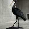 Opgezette zwarte ibis Opgezette zwarte ibis