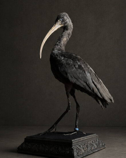 zwarte ibis3 zwarte ibis3