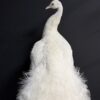 Opgezette witte pauw Opgezette witte pauw