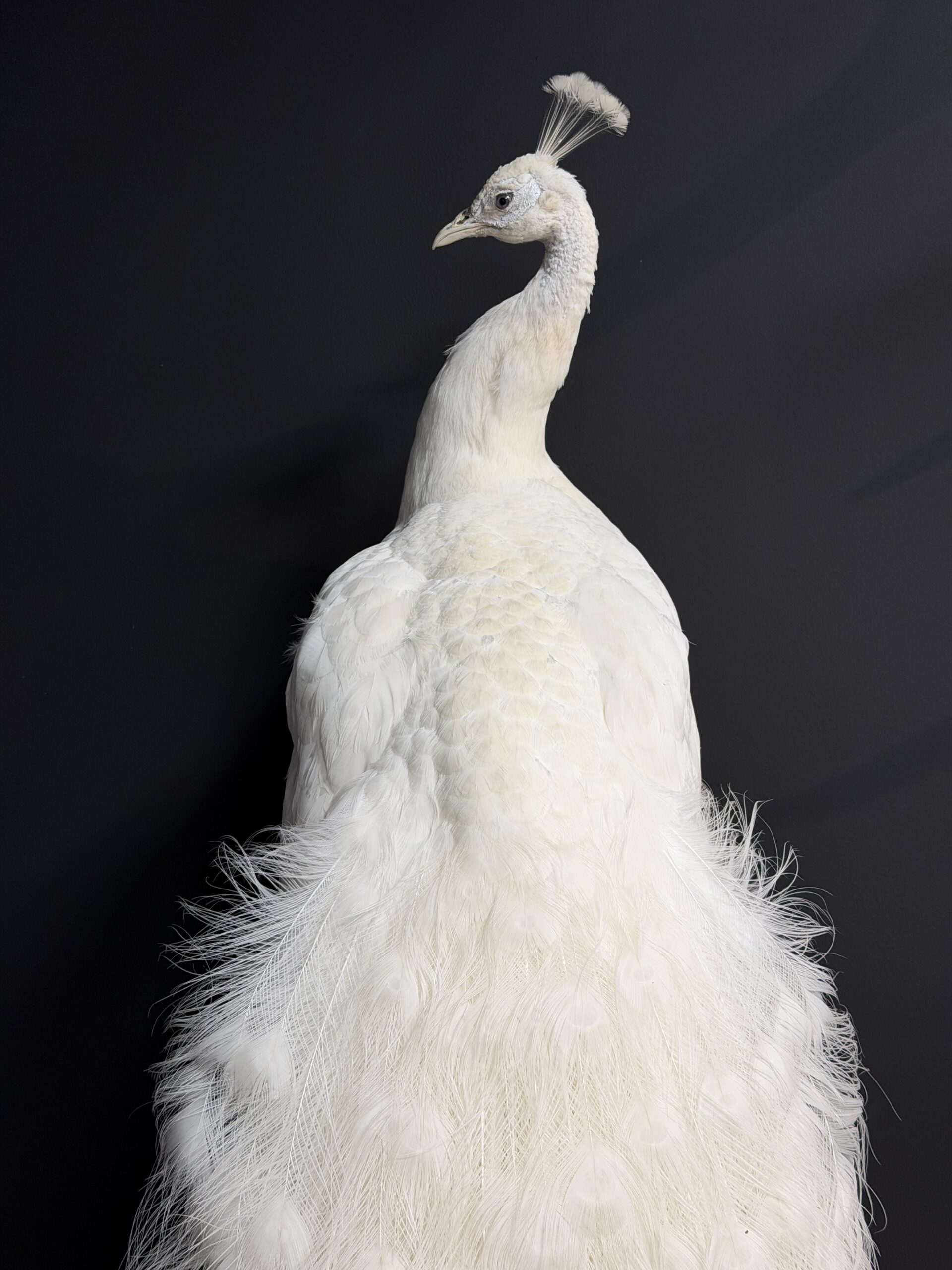 Opgezette witte pauw Opgezette witte pauw