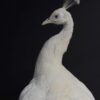 Opgezette witte pauw Opgezette witte pauw
