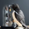 Mounted razorbill