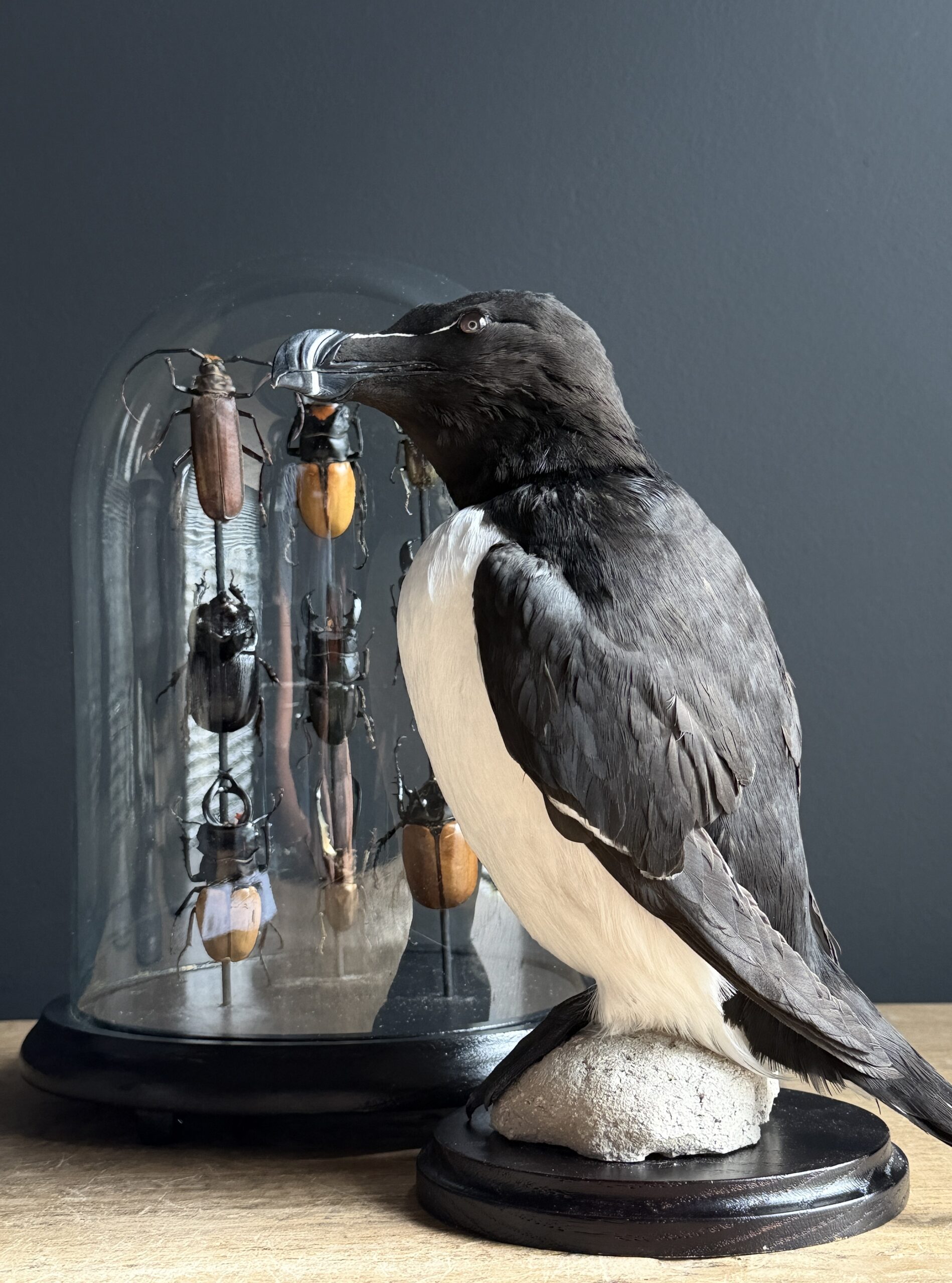 Mounted razorbill Mounted razorbill