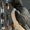 Mounted razorbill