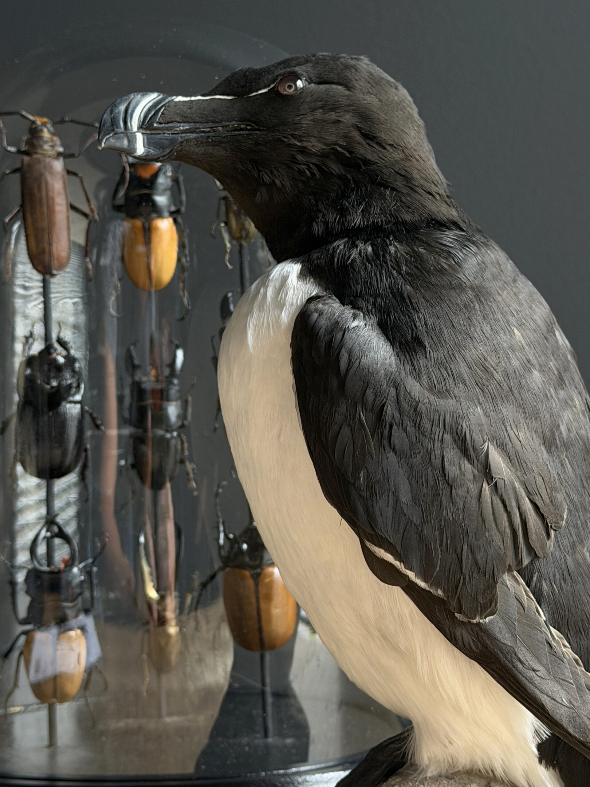 Mounted razorbill Mounted razorbill
