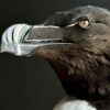 Mounted razorbill
