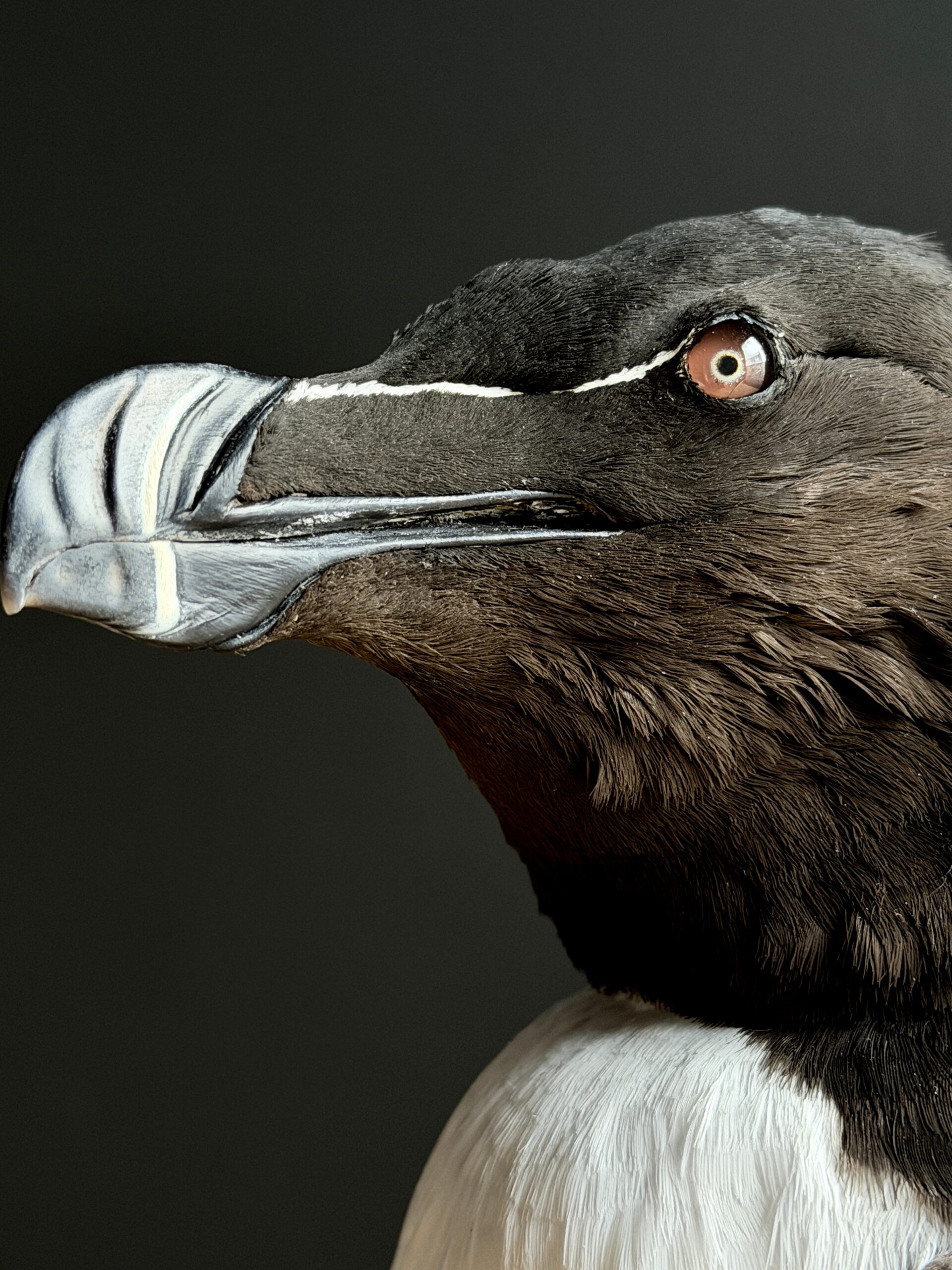 Mounted razorbill Mounted razorbill