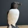 Mounted razorbill