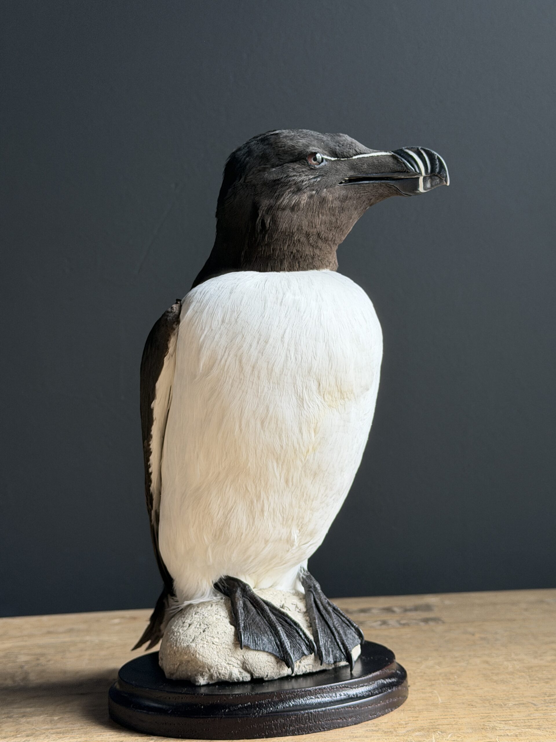 Mounted razorbill Mounted razorbill