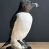 Mounted razorbill