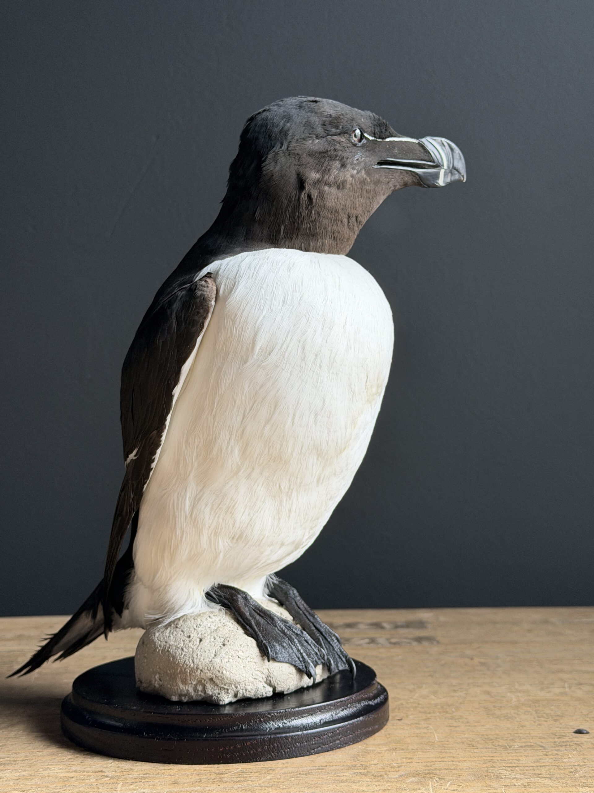 Mounted razorbill Mounted razorbill
