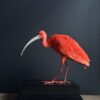Opgezette rode ibis