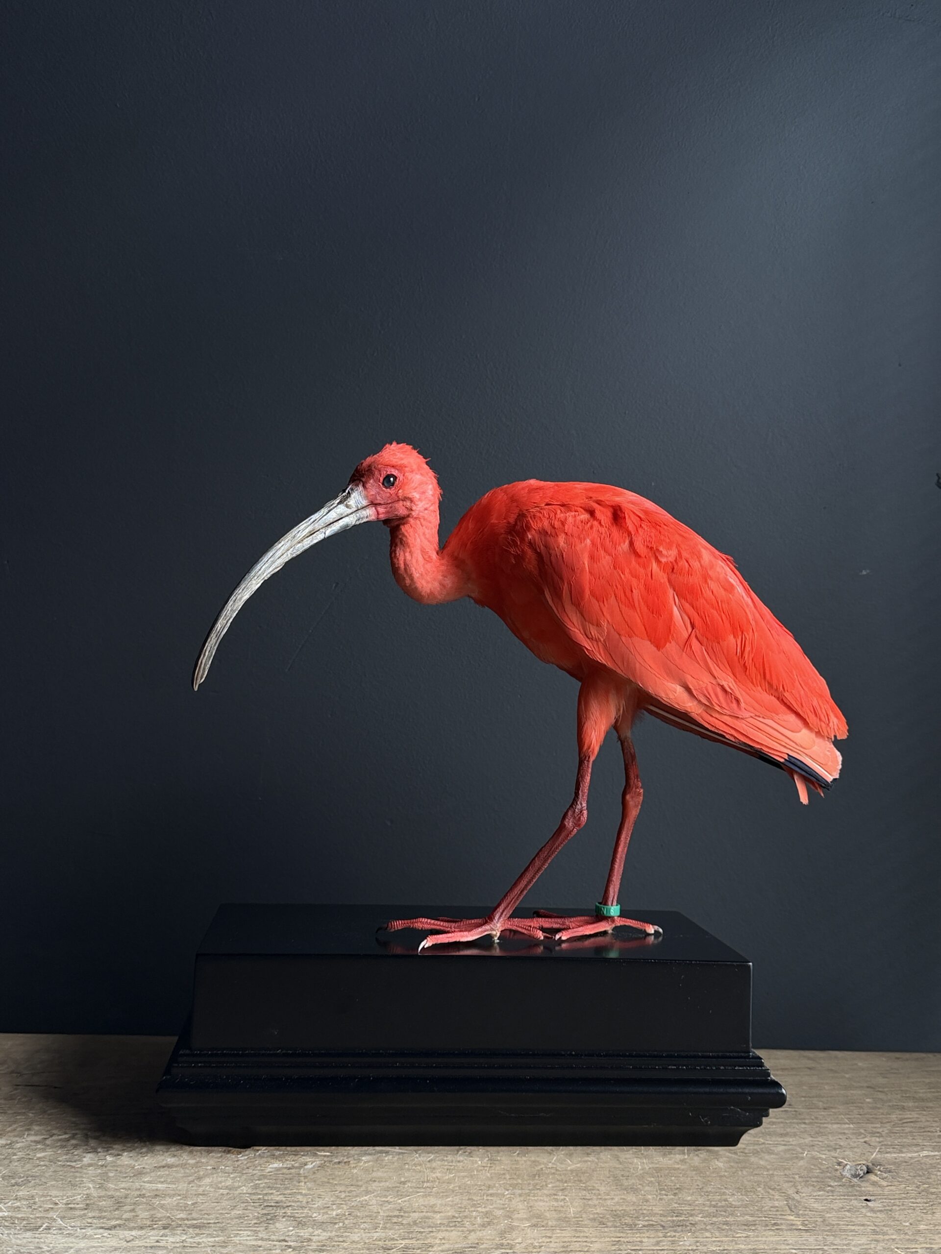 Opgezette rode ibis Opgezette rode ibis