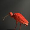Opgezette rode ibis