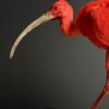 Opgezette rode ibis