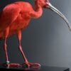 Opgezette rode ibis