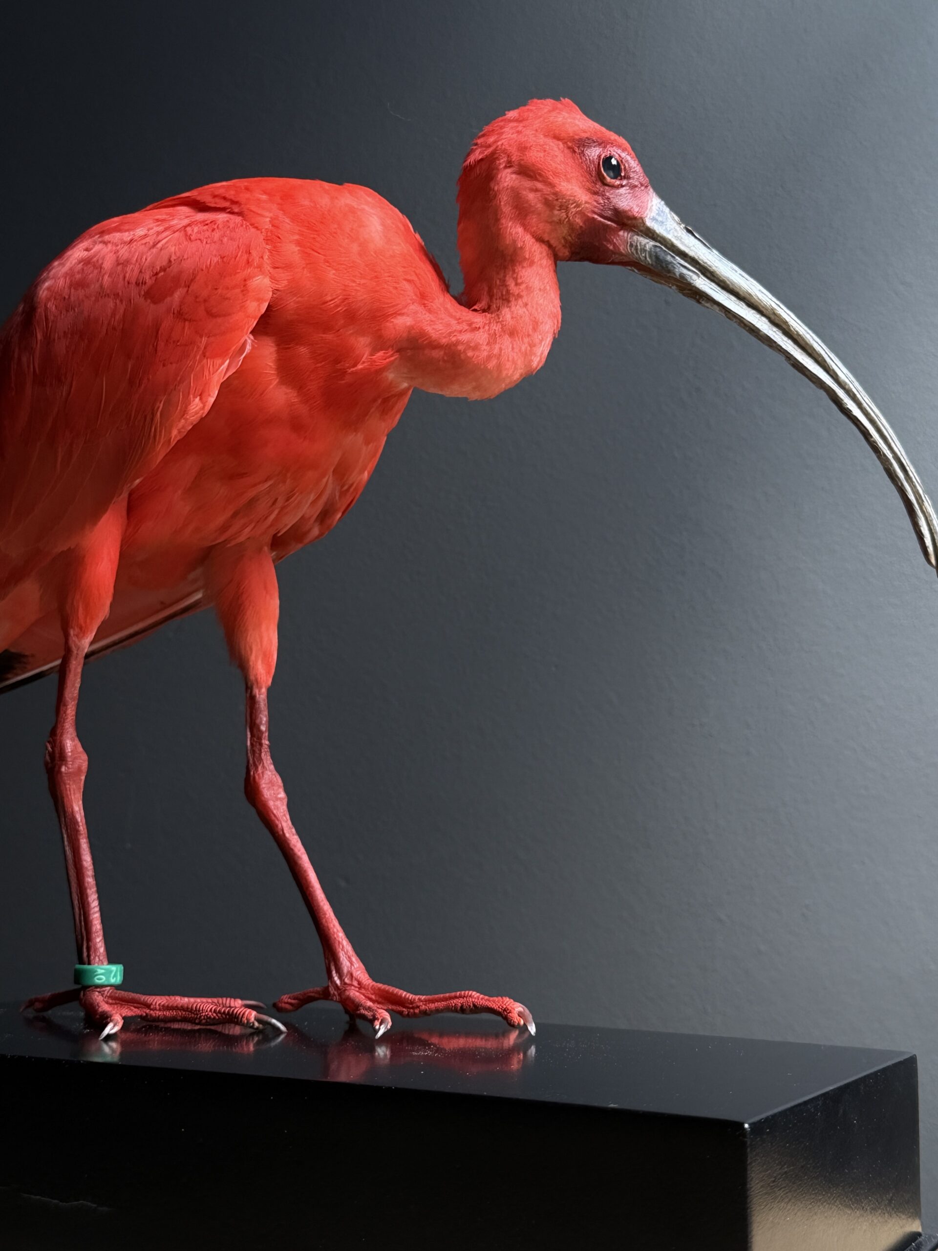 Opgezette rode ibis Opgezette rode ibis