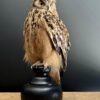 Opgezette Bengaalse Oehoe