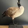 Opgezette Canadese gans Opgezette Canadese gans