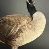 Opgezette Canadese gans Opgezette Canadese gans