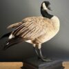 Opgezette Canadese gans Opgezette Canadese gans