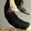 Opgezette Canadese gans Opgezette Canadese gans