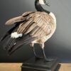 Opgezette Canadese gans Opgezette Canadese gans