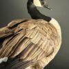 Opgezette Canadese gans Opgezette Canadese gans