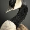 Opgezette Canadese gans Opgezette Canadese gans