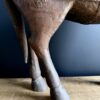 Oud Indiaas paard met messing beslag